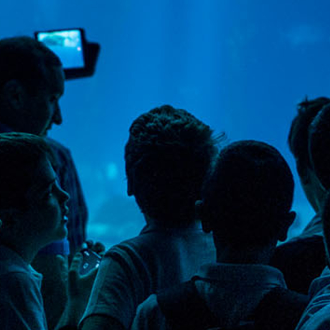 Oceanario de Lisboa-bg-image